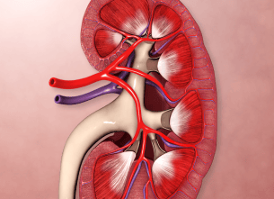 Glomerular Disease Management: Addressing Complex Kidney
                Disorders